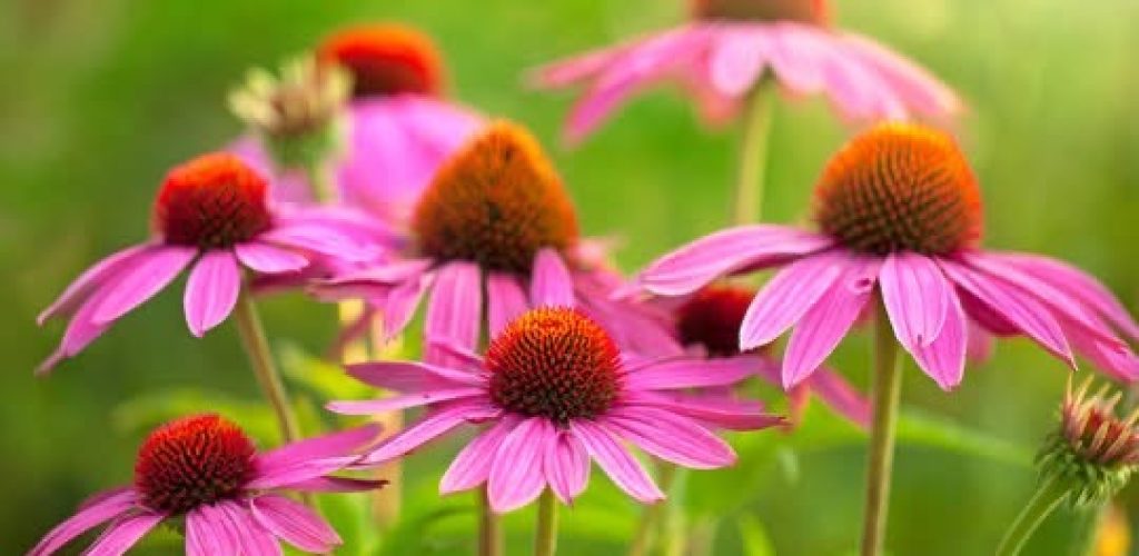 Echinacea